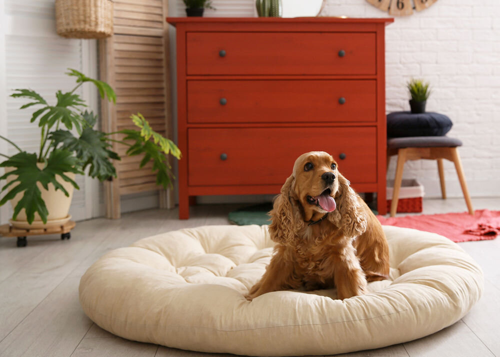 Karma dla psa LUGER’S Little's Moments Przepiórka z żurawiną 150 g pies na posłaniu