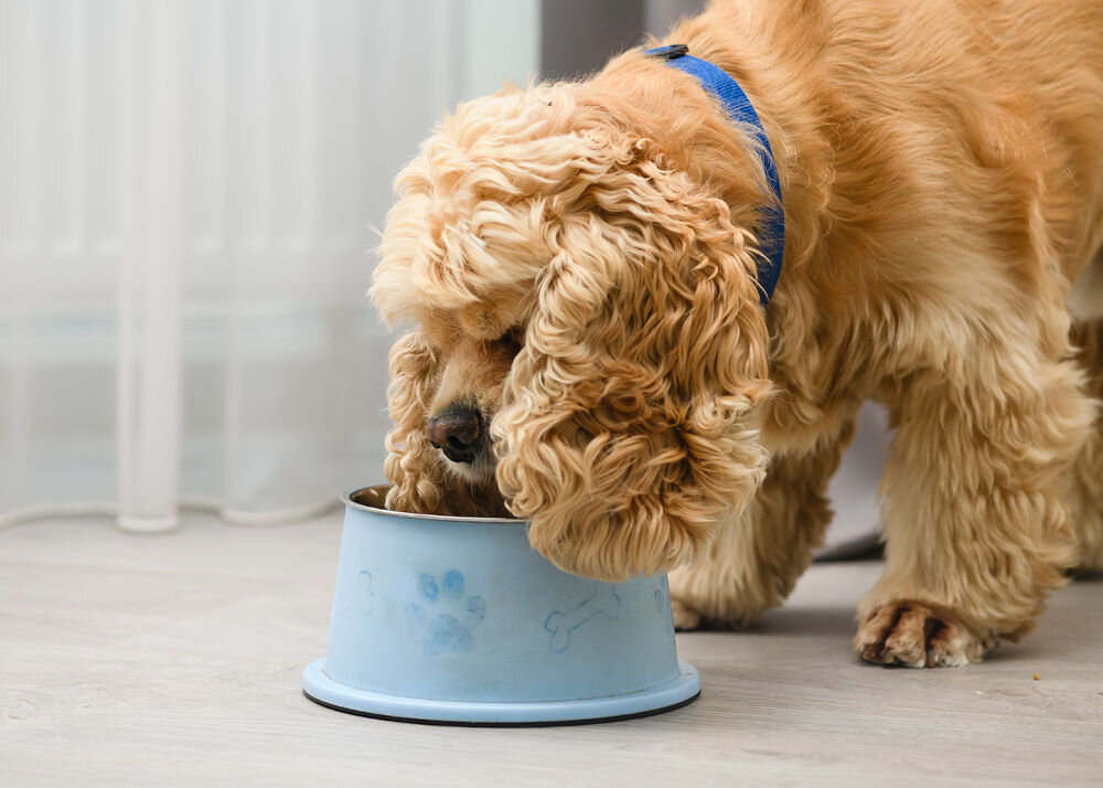 Karma dla psa LUGER’S Little's Moments Żołądki wołowe z dynią 400 g pies jedzący z miski