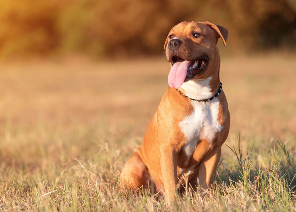 Karma dla psa LUGERS Daily Pleasures Wołowina z ziemniakami 500 g pies na łące