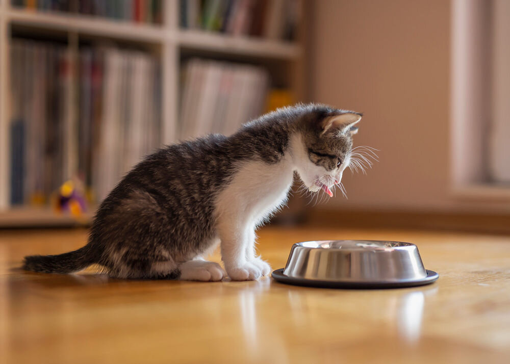 Karma dla kota suszona LUGER'S Kitten's Time Jagnięcina z przepiórką 500 g kot jedzący z miski