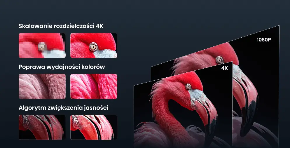 Porównanie jakości obrazu 1080P i 4K na przykładzie flaminga. Obok mniejsze grafiki zbliżeń na pióra, oko i dziób ptaka.