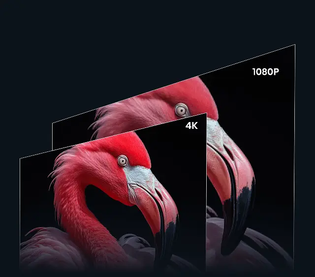 Porównanie jakości obrazu 1080P i 4K na przykładzie flaminga. Obok mniejsze grafiki zbliżeń na pióra, oko i dziób ptaka.