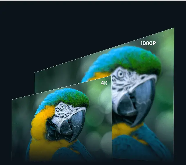 Porównanie jakości obrazu 1080P i 4K na przykładzie flaminga. Obok mniejsze grafiki zbliżeń na pióra, oko i dziób ptaka.