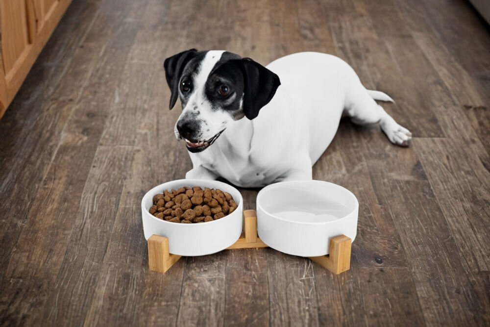 Miska dla psa i kota ZWIERZOPASJA Jax Na zdjęciu znajduje się biało-czarny pies leżący na drewnianej podłodze obok podwójnej miski na stojaku, z której jedna część jest wypełniona suchą karmą, a druga jest pusta. W tle widoczne są drewniane meble Na zdjęciu znajdują się dwie białe miski na drewnianym stojaku; jedna z nich jest wypełniona suchą karmą, a druga wodą