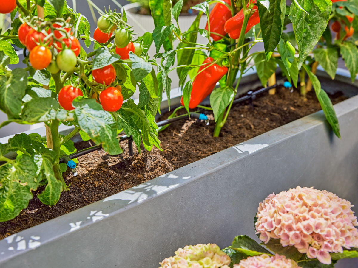 Zestaw do nawadniania GARDENA Micro-Drip-System 13400-20 (15 m), rura, dostosowanie, układ, skrzynki, łuk, zbliżenie na rząd warzyw w donicy i kroplownika który je zaopatruje w wode