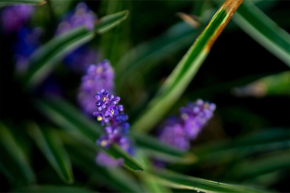 Efekt bokeh uzyskany obiektywem SIGMA 56mm F1.4 DC DN Contemporary Canon RF