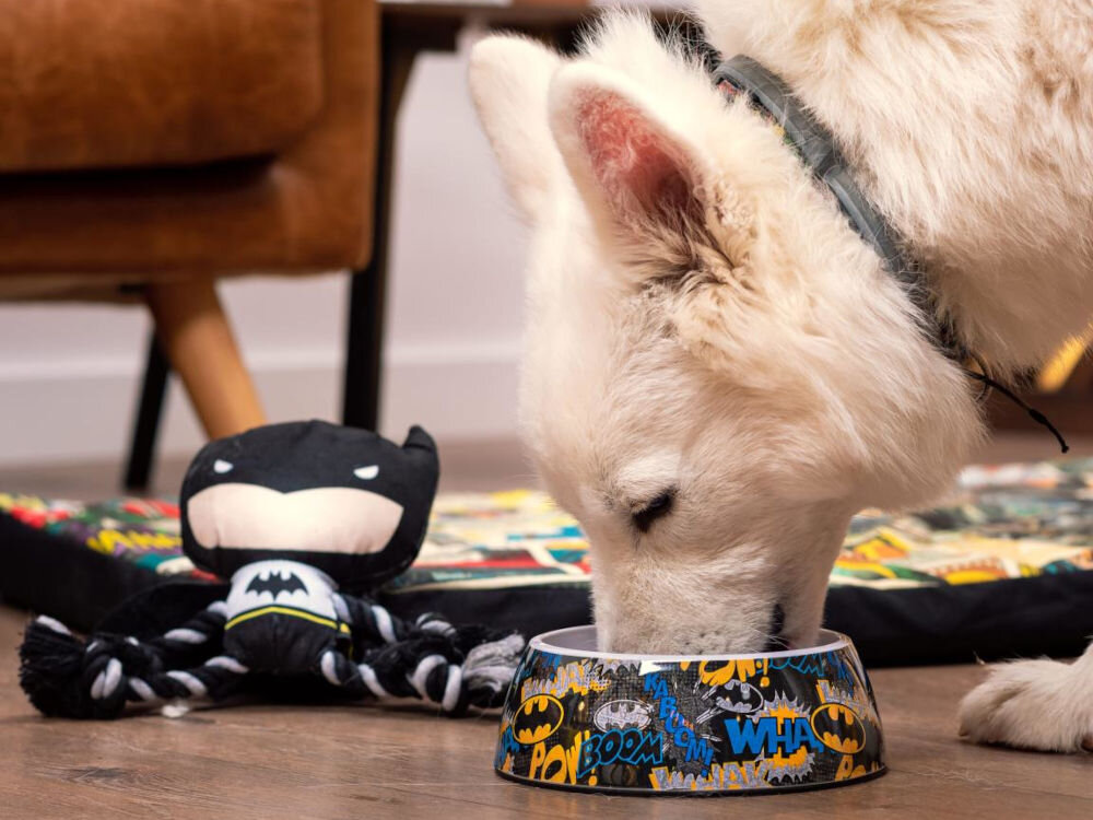 Miska dla psa CERDA Batman, stylowy posiłek superbohatera, żywe kolory, licencjonowany produkt DC Comics - Na zdjęciu znajduje się miska dla psa z motywem Batmana, ozdobiona kolorowymi napisami POW, BOOM, WHAM, obok której leży zabawka w kształcie postaci z komiksu. W tle widoczny jest fragment wnętrza z drewnianą podłogą i meblami.