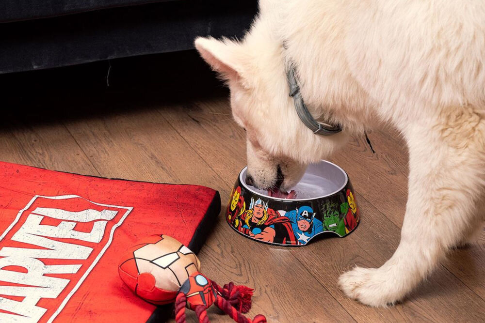 Miska dla psa CERDA Marvel, licencjonowany design MARVEL Comics, żywe kolory, modny wzór dla psa, wystrój wnętrza - Na zdjęciu widoczna jest miska dla psa z motywem postaci z komiksów Marvel, obok której leży czerwony koc z białym napisem MARVEL oraz zabawki w kształcie postaci z komiksów. Podłoga jest drewniana, a w tle znajduje się ciemna kanapa