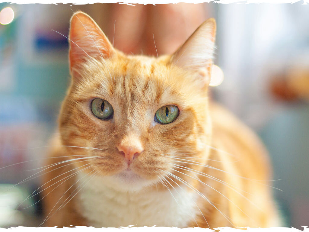 butchers delicious dinners kot grafika czwarta 40x100g