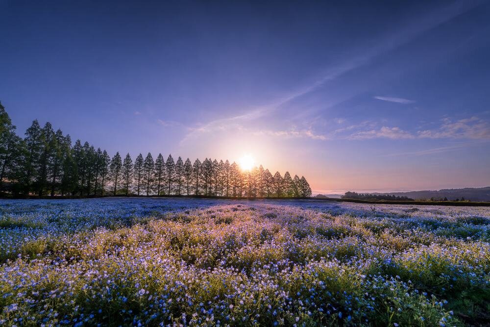 Obiektyw SIGMA A 14 mm f-1.4 DG DN konstrukcja optyczna soczewki SLD FLD asferyczne