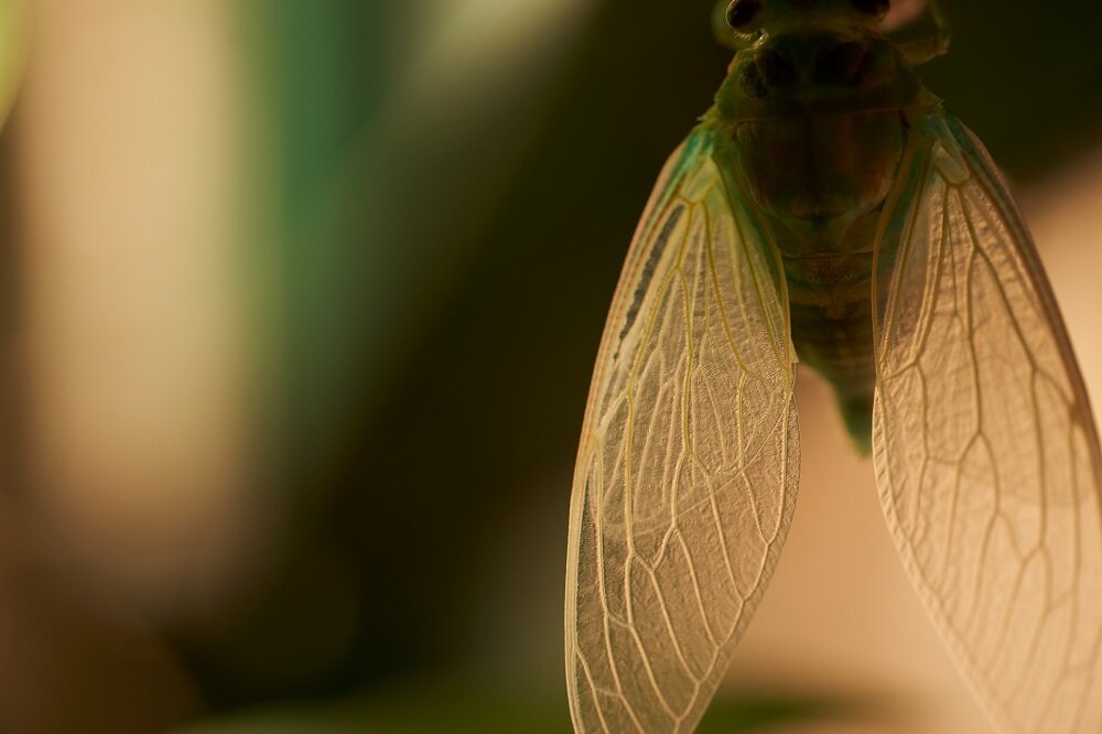 Obiektyw SIGMA A 105 mm f-2.8 DG DN macro fotografia zbliżenia portret uniwersalność