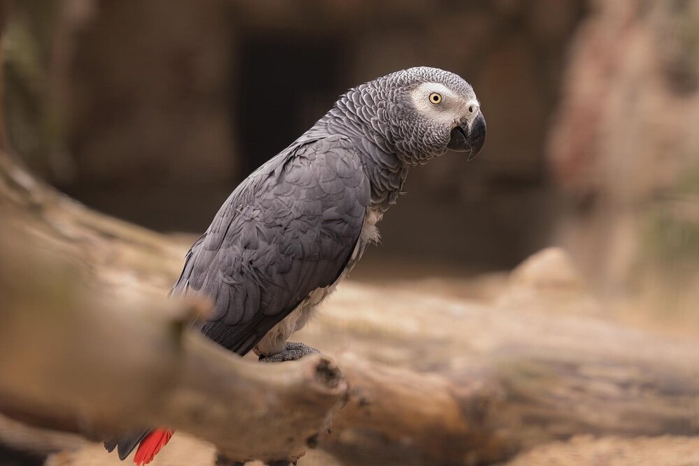 Obiektyw SIGMA A 24-70mm f-2.8 DG DN II  papuga  