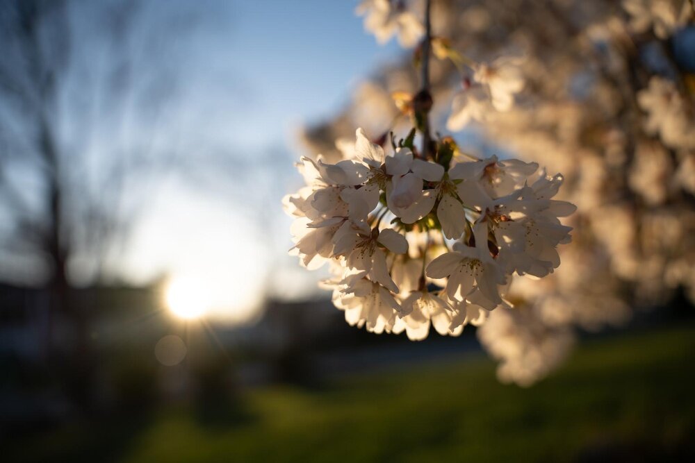 Obiektyw SIGMA A 24-70mm f-2.8 DG DN II  białe kwiaty   