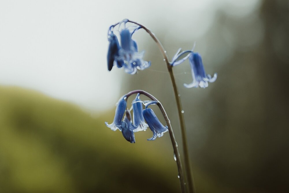 Obiektyw SIGMA A 28-45mm f-1.8 DG DN  kwiat z bliska  