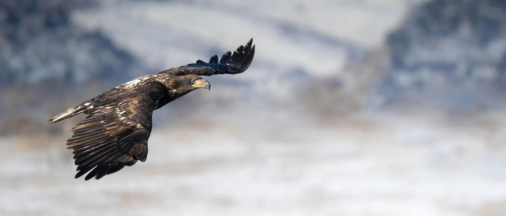 Obiektyw OM SYSTEM (Olympus) M.Zuiko ED 100-400 mm f-5.0 IS II EZ-M1040-2 zakres 200-800 mm fotografia dzikiej przyrody