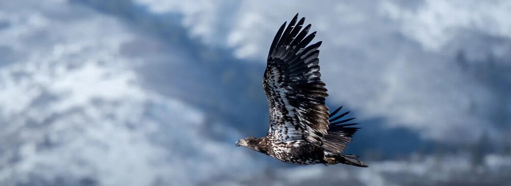 Obiektyw OM SYSTEM (Olympus) M.Zuiko ED 100-400 mm f-5.0 IS II EZ-M1040-2 stabilizacja Sync IS 7 EV zdjęcia z ręki