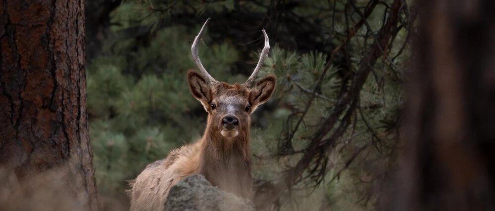 Obiektyw OM SYSTEM (Olympus) M.Zuiko ED 100-400 mm f-5.0 IS II EZ-M1040-2 stopka statywowa Arca-Swiss