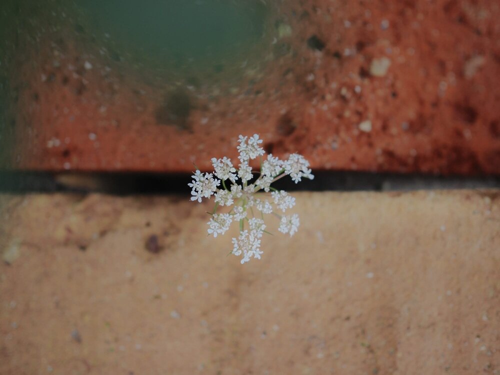 Obiektyw OLYMPUS OM System M.Zuiko Digidal 25 mm f-1.8 II ES-M2518-2 bokeh F1.8 portret