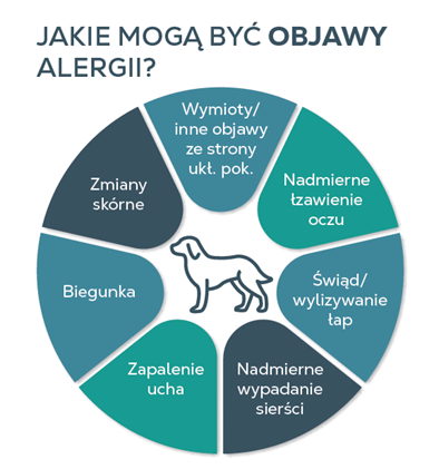 Grafika przedstawia diagram z napisem \'JAKIE MOGĄ BYĆ OBJAWY ALERGII?\' oraz ikoną psa w centrum. Wokół znajdują się sekcje z tekstami: \'Zmiany skórne\', \'Wymioty/inne objawy ze strony ukt. pok.\', \'Nadmierne łzawienie oczu\', \'Świąd/wylizywanie łap\', \'Nadmierne wypadanie sierści\', \'Zapalenie ucha\', \'Biegunka\'.