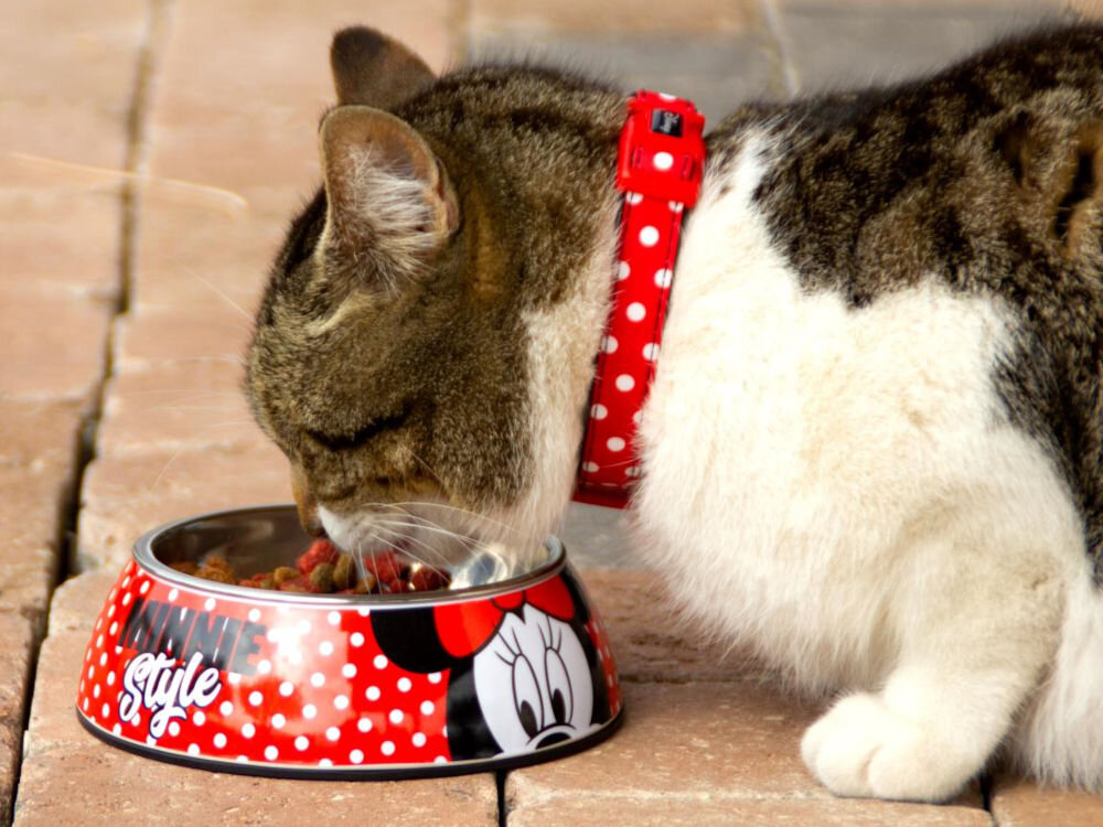 Miska dla psa CERDA Minnie, stylowy posiłek superbohatera, żywe kolory, licencjonowany produkt Minnie Comics - Na zdjęciu widoczna jest miska dla zwierząt z motywem Minnie Mouse, w czerwonym kolorze z białymi kropkami i napisem Minnie Style. Obok miski znajduje się kot w czerwonej obroży w białe kropki, jedzący z miski