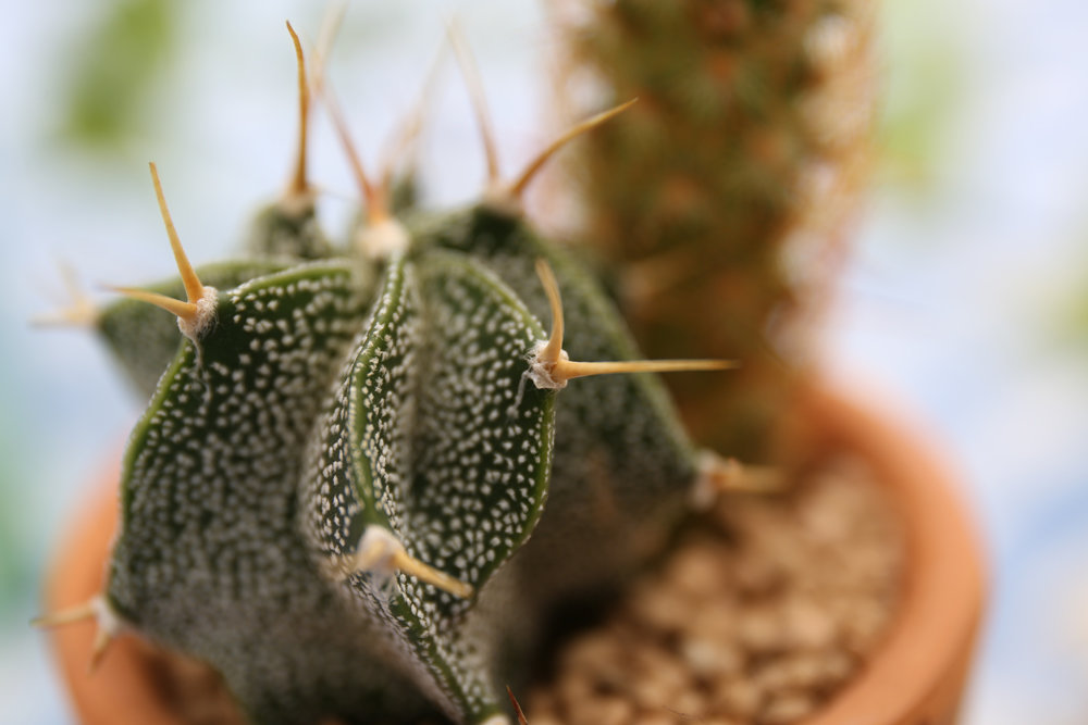 Obiektyw CANON EF 24-70 mm f/4.0L IS USM makro zblizenia zoom 