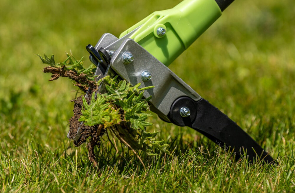 Wyrywacz do chwastów STALCO GARDEN EXP S105210372 trawnik zbliżenie na ostrza w ostrzach chwasty trzy ostre zęby chwytające wykonane ze stali nierdzewnej pewne uchwycenie chwastu razem z korzeniem odporność na korozję i uszkodzenia mechaniczne