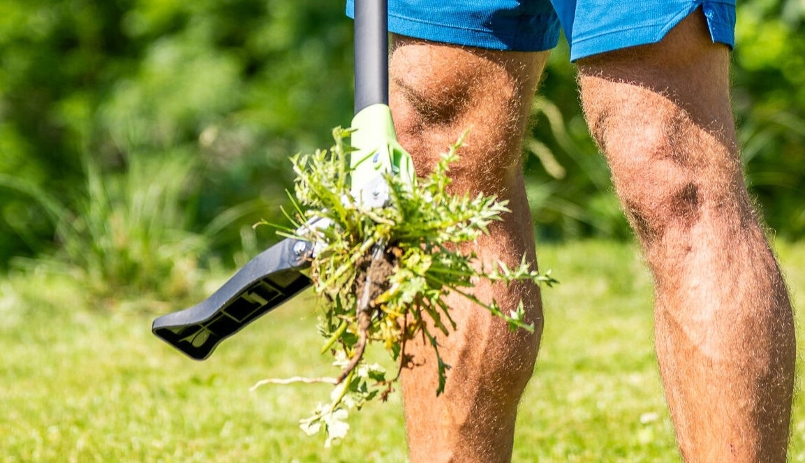 Wyrywacz do chwastów STALCO GARDEN EXP S105210372 ogród osoba trzyma wyrywacz w dłoniach zbliżenie na ostrza przemyślany kształt zębów można usuwać chwasty punktowo praca jest dokładniejsza i mniej inwazyjna dla gleby estetyczny wygląd podłoże nie wymaga dodatkowego wyrównywania