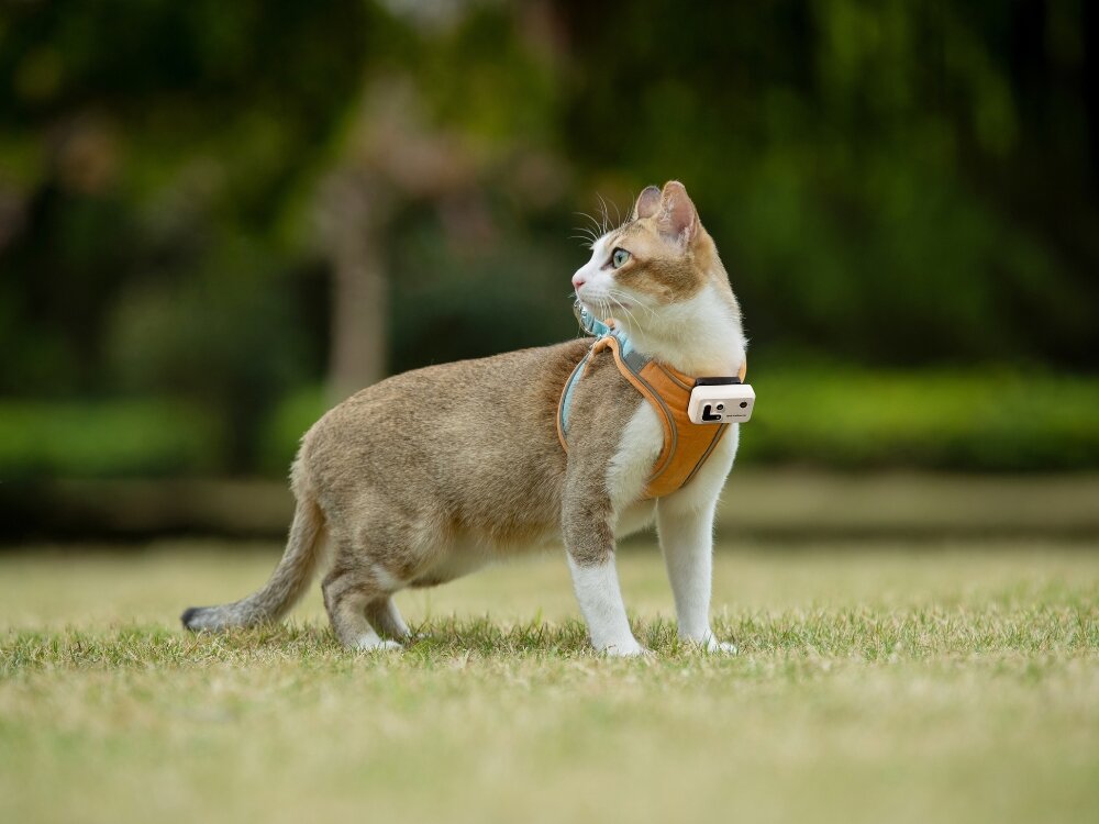 Lokalizator GPS ROLA PetTracker
            lokalizator przypięty do kota gps lbs czujniki określanie położenia