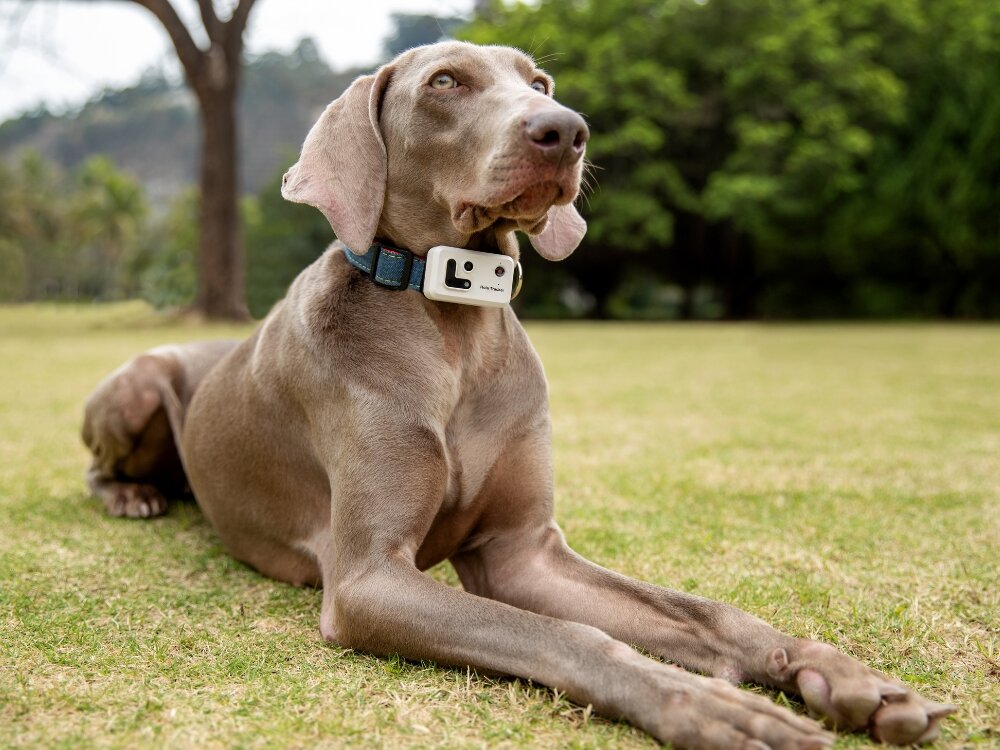 Lokalizator GPS ROLA PetTracker
            lokalizator przypięty do psa aplikacja obszar powiadomienie praktyczne zabezpieczenie