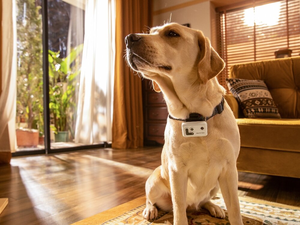 Lokalizator GPS ROLA PetTracker
            lokalizator przypięty do psa instalacja montaż aplikacja zarządzanie urządzenie zdjęcia