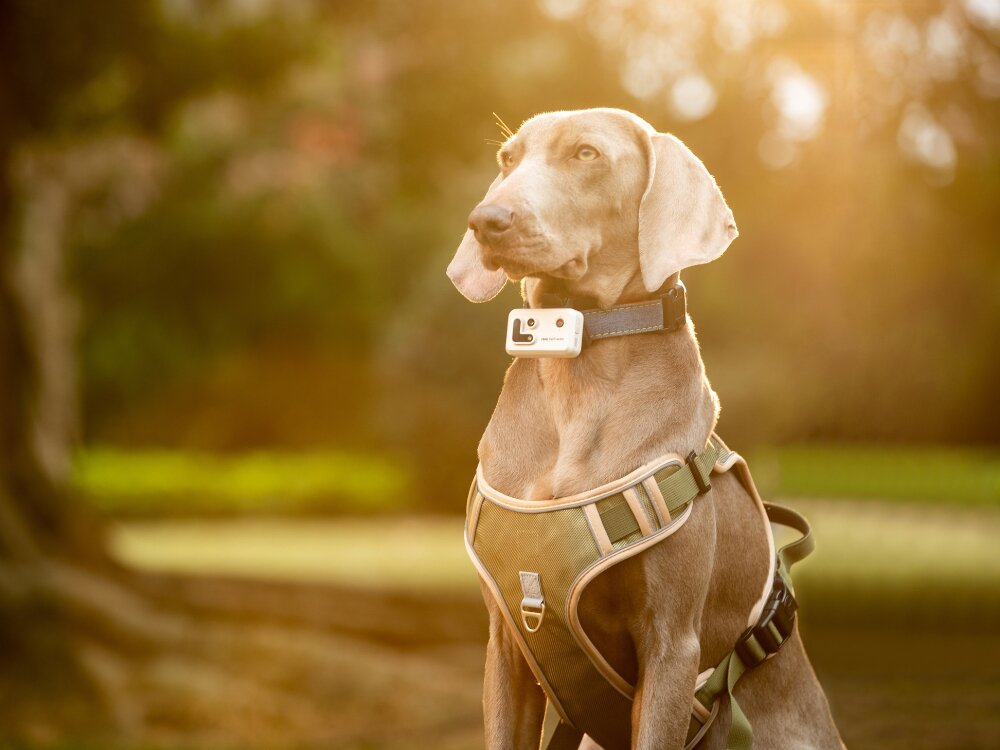 Lokalizator GPS ROLA PetTracker
            lokalizator przypięty do psa wbudowana kamera zdjęcia filmy transmisja aplikacja