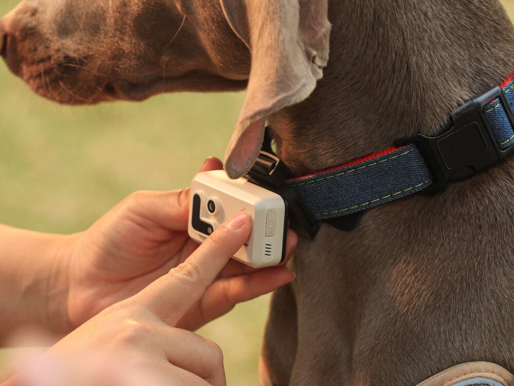 Lokalizator GPS ROLA PetTracker
            laklizator przypięty do obroży system audio komunikacja pupil kontakt