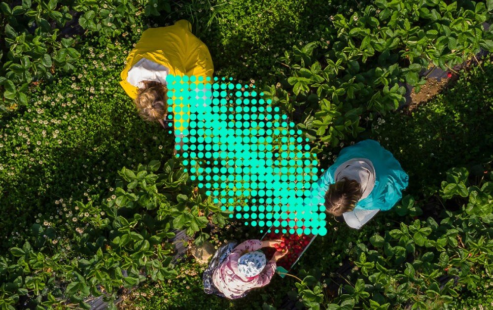 Monitor ASUS ZenScreen Duo MQ149CD Trzy osoby na polu zielonych roślin widziane z góry, na zdjęcie nałożony jest graficzny kształt liścia złożony z zielonych kropek, design, opakowanie, certyfikat