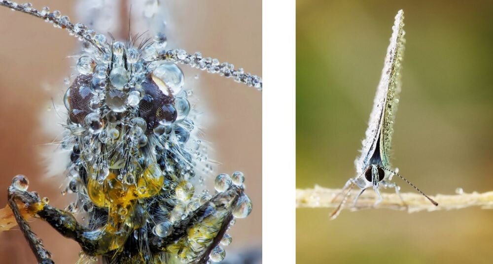 Obiektyw OLYMPUS M.Zuiko Digital ED 60 mm f-2.8 Macro  ogniskowa przysłona ostrość pierścienie optyka soczewki powłoki montaż bagnet światło jasność zoom filtry waga