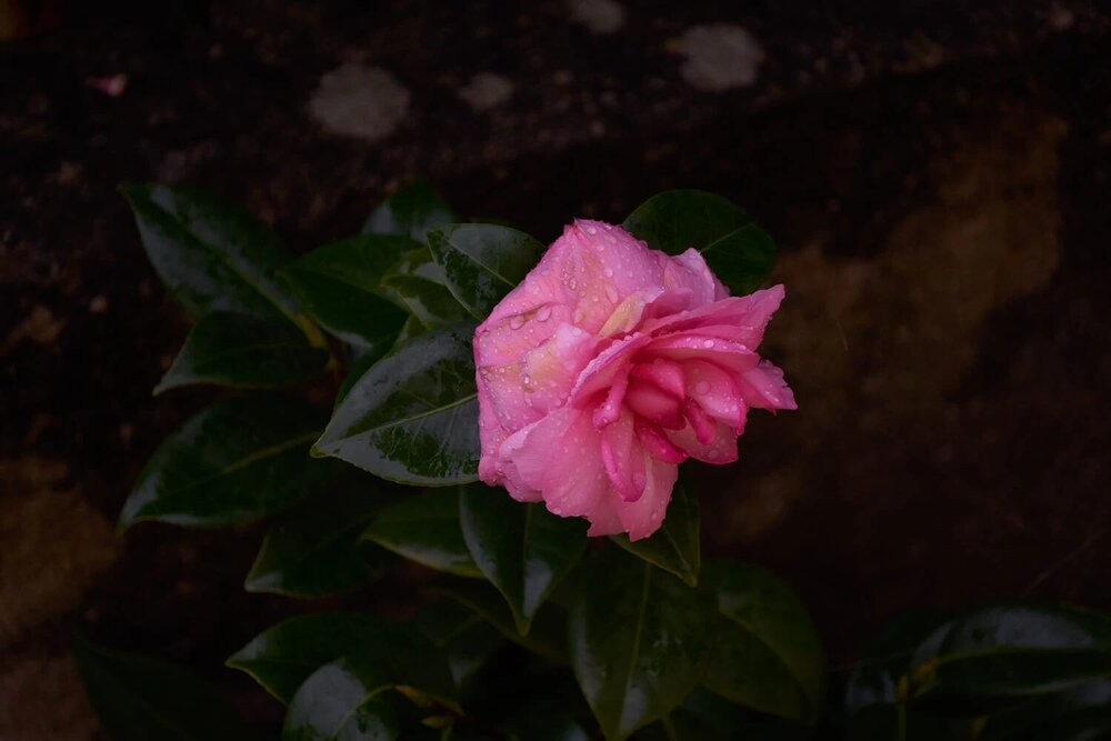 Obiektyw SIGMA 16-300 mm f-3.5-6.7 DC OS, zdjęcia makro, detale