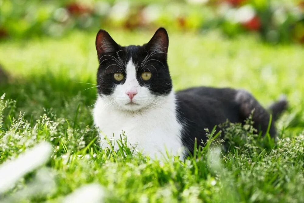 FUJIFILM X-T50 autofokus AI rozpoznawanie obiektów zwierzęta pojazdy