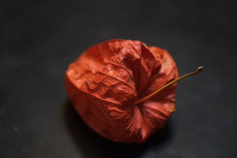 FUJIFILM Fujinon XF 60 mm f-2.4 R Makro skala odwzorowania 1:2 fotografia makro