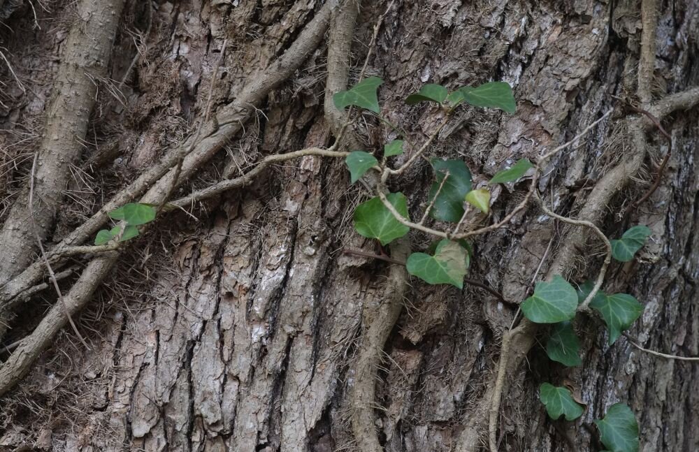 FUJIFILM Fujinon XF 60 mm f-2.4 R Makro portret średni teleobiektyw