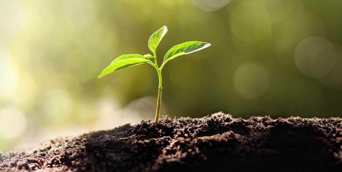 Młoda roślina wychodząca z ziemi, reprezentująca życie i rozwój. - Zrównoważony rozwój EPEAT 