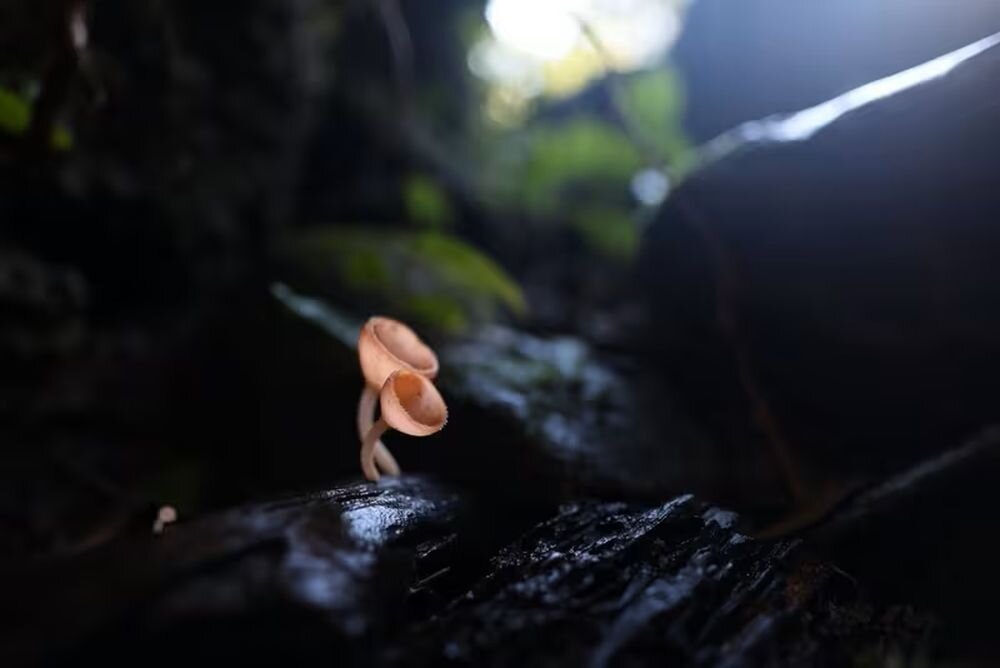 CANON RF 20 mm f-1.4L VCM 11 listkowa przysłona efekt bokeh światła