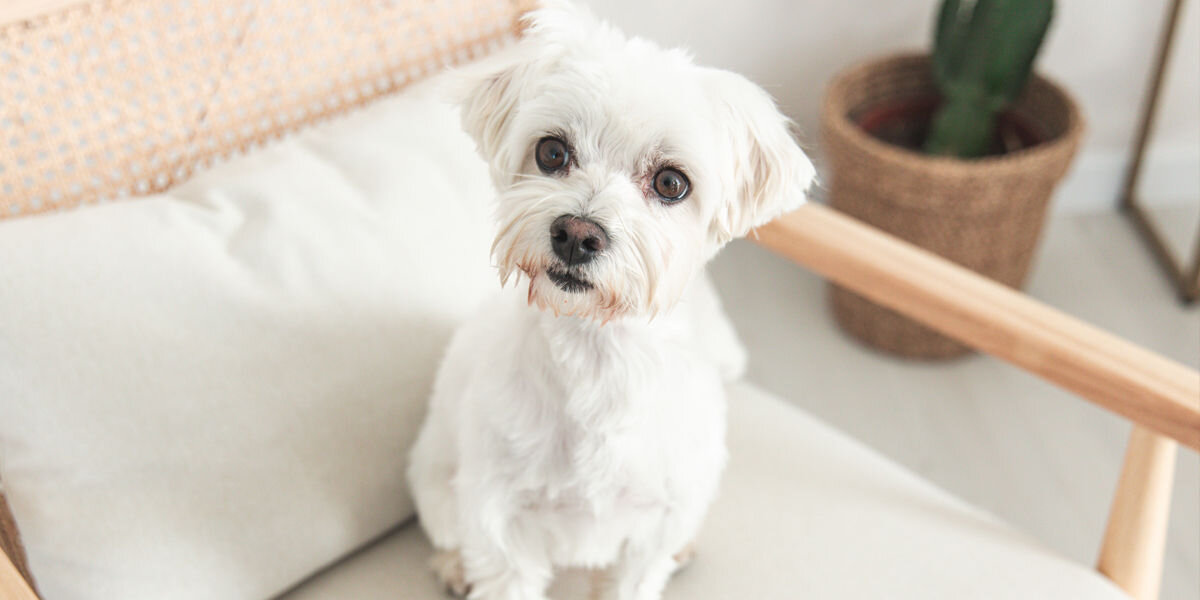 Suchy, czysty mały biały pies rasy maltańczyk siedzący na fotelu po użyciu szczotki do kąpieli dla zwierząt PetiGio.