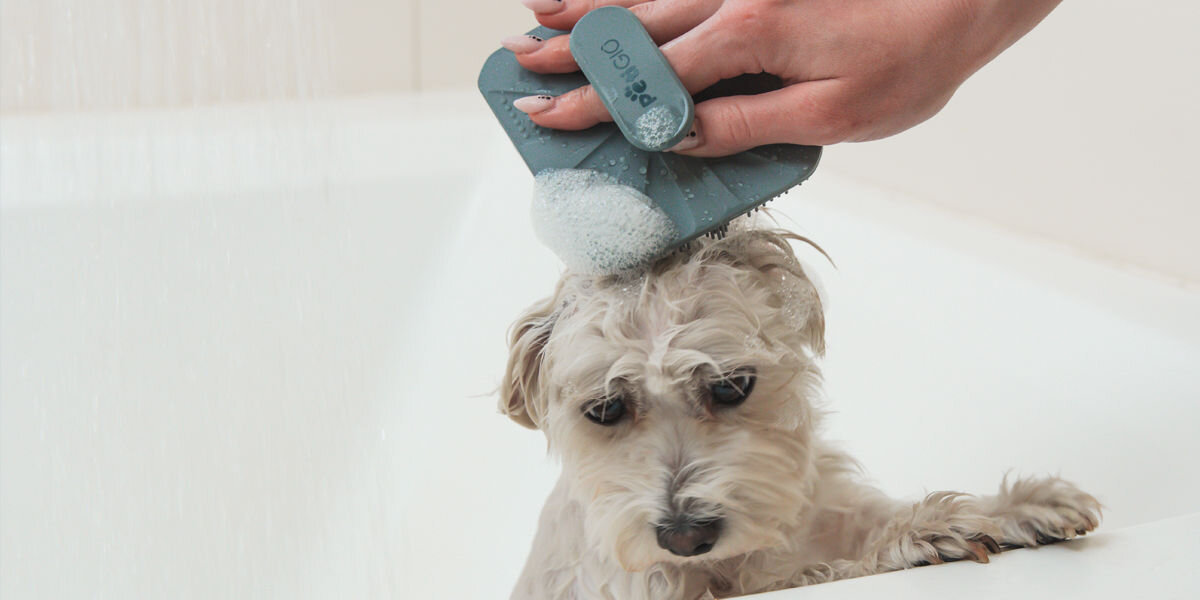 Masowanie małego psa przez szczotkowanie głowy. Szczotka do kąpieli dla zwierząt PetiGio wytwarza bogatą pianę na mokrej sierści. Dłoń z pomalowanymi paznokciami.