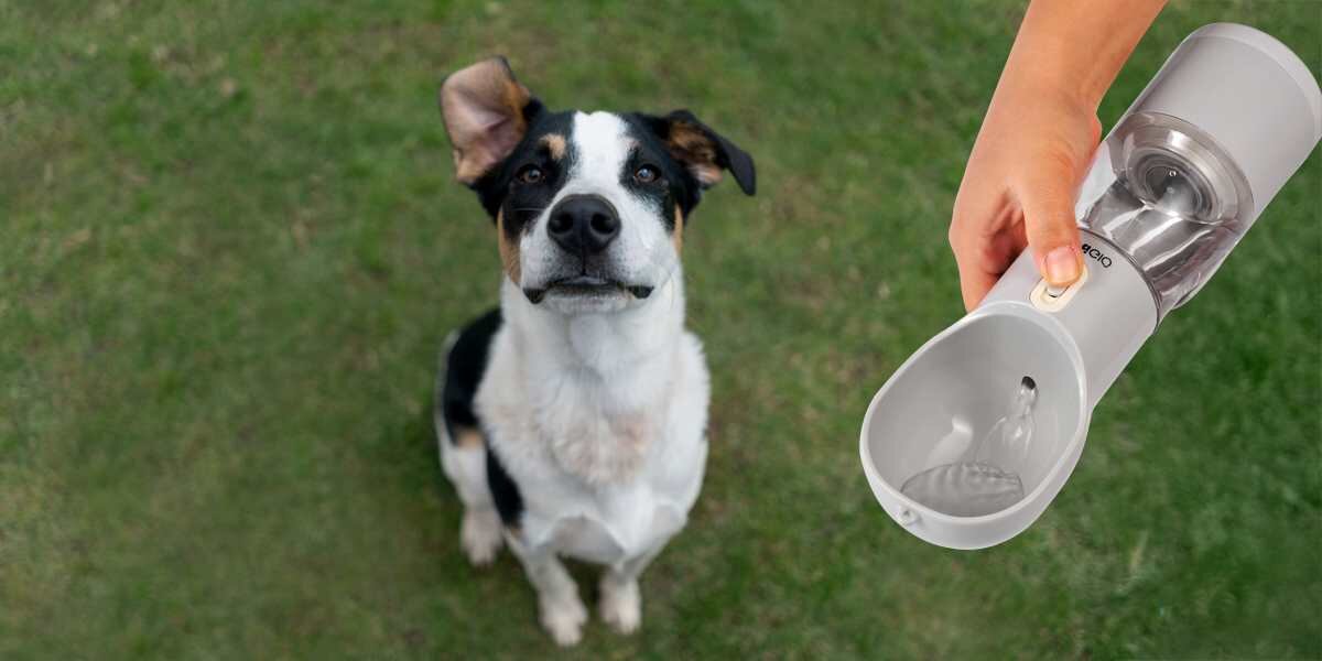 Butelka 4w1 dla psa ujęcie z góry przedstawiające psa rasy Jack Russell Terrier (lub podobnego) w biało-czarno-brązowe łaty, siedzącego na zielonej trawie i patrzącego w górę. Dłoń podaje psu wodę z przenośnej butelki-poidła dla zwierząt, gdzie woda spływa do małej miseczki