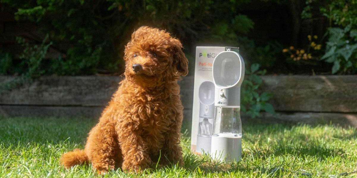 Butelka 4w1 dla psa brązowy szczeniak rasy Poodle (lub podobnej, z kręconą sierścią) siedzi na zielonej trawie. Obok niego, na trawie, stoi opakowanie i przenośna butelka-poidło dla psa. W tle, słońce świeci na krzewy i drzewa.