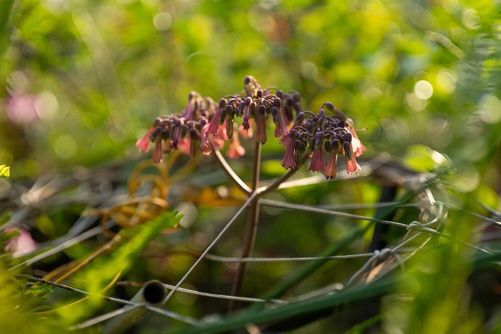 VILTROX AF 50mm f-2.0 Air seria Air metalowy lekki obiektyw pełnoklatkowy z autofokusem do codziennego użytku