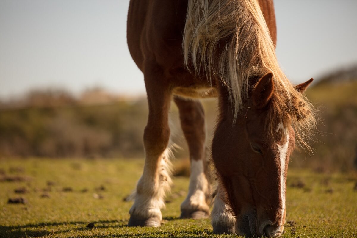 Obiektyw SIGMA 70-200 mm f-2.8 DG OS Sports telekonwertery TC-1401 TC-2001 większy zasięg