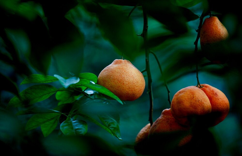 Obiektyw SIGMA 70-200 mm f-2.8 DG OS Sports zakres ogniskowych portret sport krajobraz