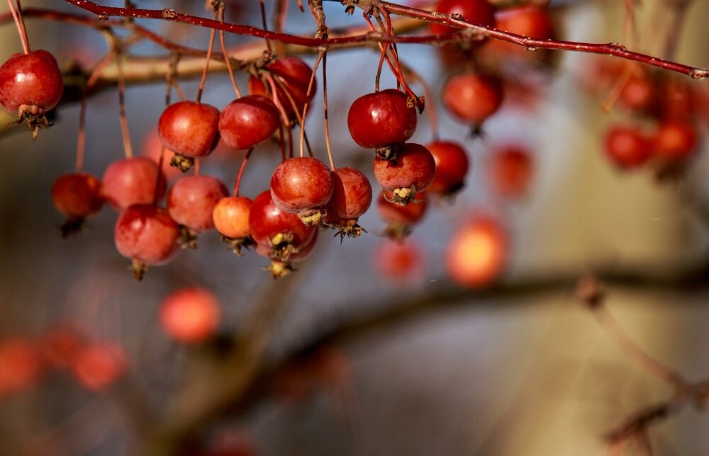 Obiektyw SIGMA 70-200 mm f-2.8 DG OS Sports stabilizacja optyczna 4 EV zdjęcia z ręki