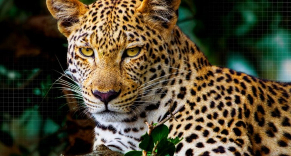 Telewizor LG 77C5ELB - Obraz dopasowany do sceny, duży kot w jungli, AI Picture Pro, ostrość, kontrast, nasycenie