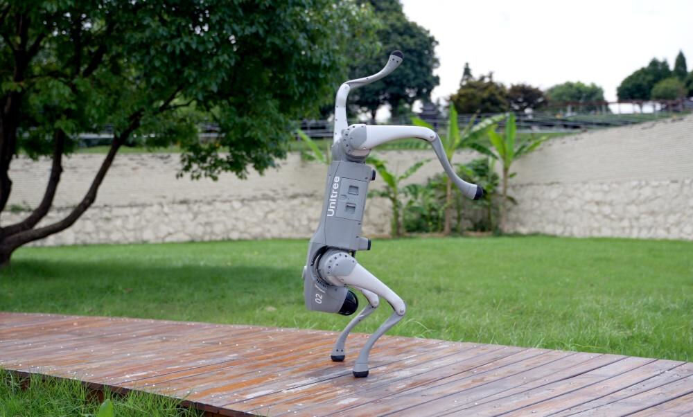 Robot pies UNITREE Go2 Air Robot Unitree (model GO2) stoi na dwóch nogach i balansuje, wykonując pozę taneczną na drewnianej ścieżce w parku.